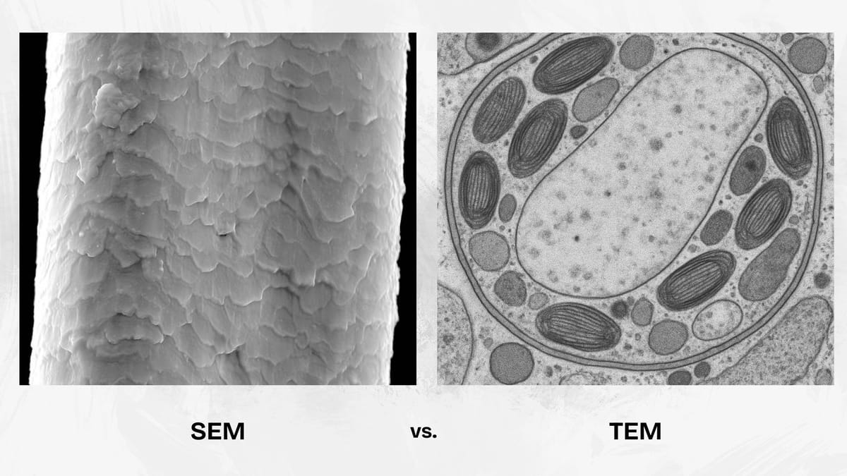 SEM vs TEM: Which is right for you?